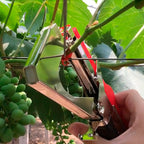🍇Forgrening🌱