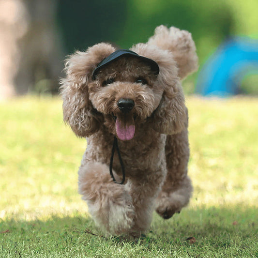 Hatt til hund