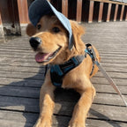 Hatt til hund