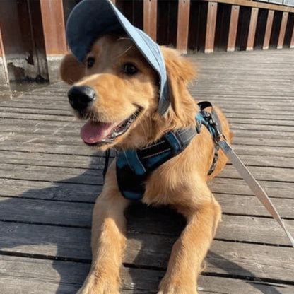 Hatt til hund