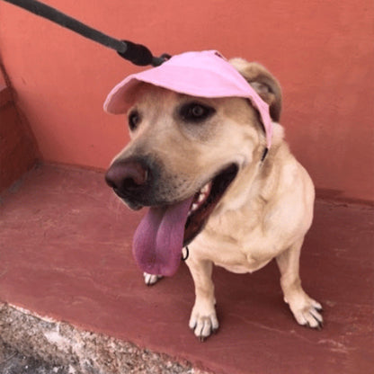Hatt til hund
