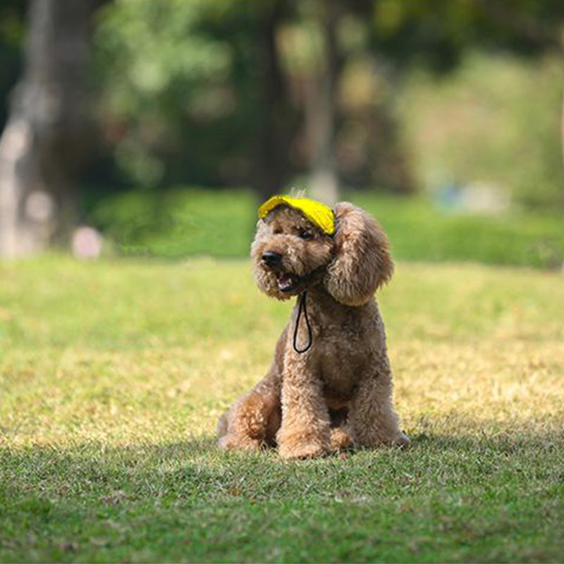 Hatt til hund