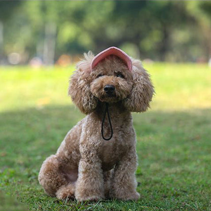 Hatt til hund