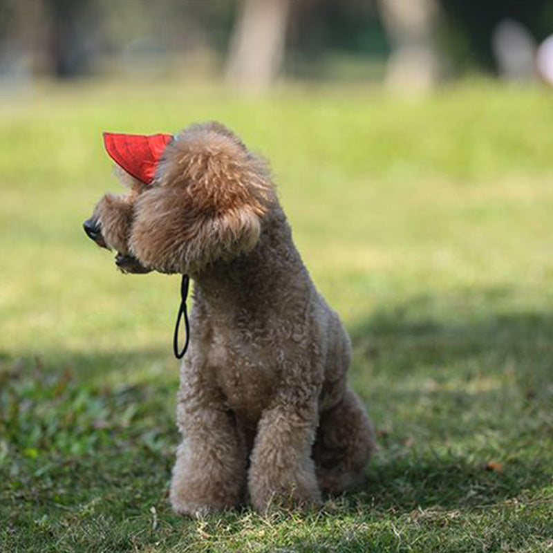 Hatt til hund