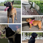 🥳HETT REA 2026🥳🐕💪 50% RABATT! Robust taktisk hundsele – Dragfri, strypfri. 🛡️✨